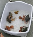 Hermit crabs caught for a scientific survey